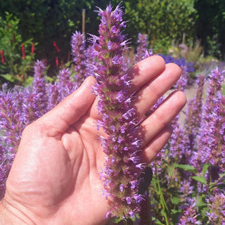 Beelicious® Purple Hummingbird Mint