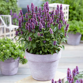 Beelicious® Purple Hummingbird Mint