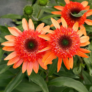 Cara Mia™ Coral Double Coneflower