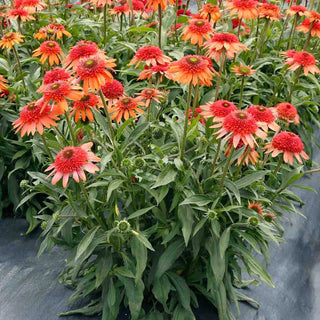 Cara Mia™ Coral Double Coneflower