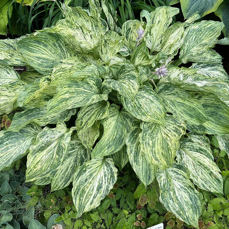Emperor’s New Clothes Hosta – Spring Hill Nurseries