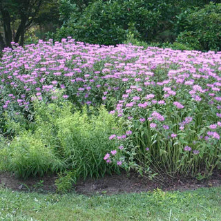 Claire Grace Monarda