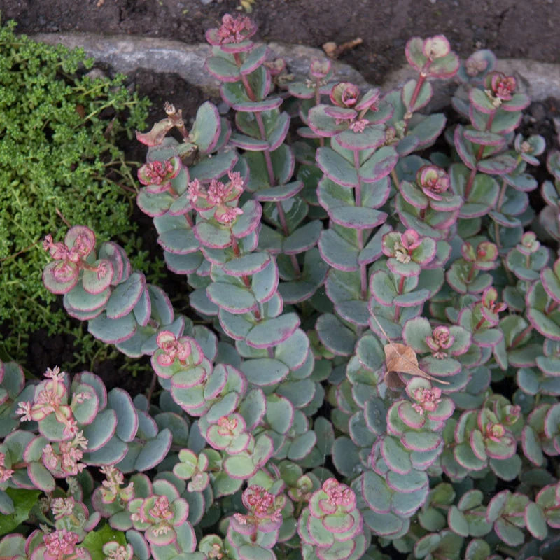 october daphne succulent October Daphne Sedum