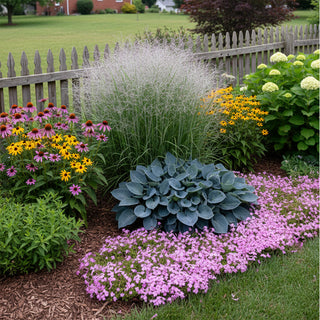 Purple Tears Switchgrass