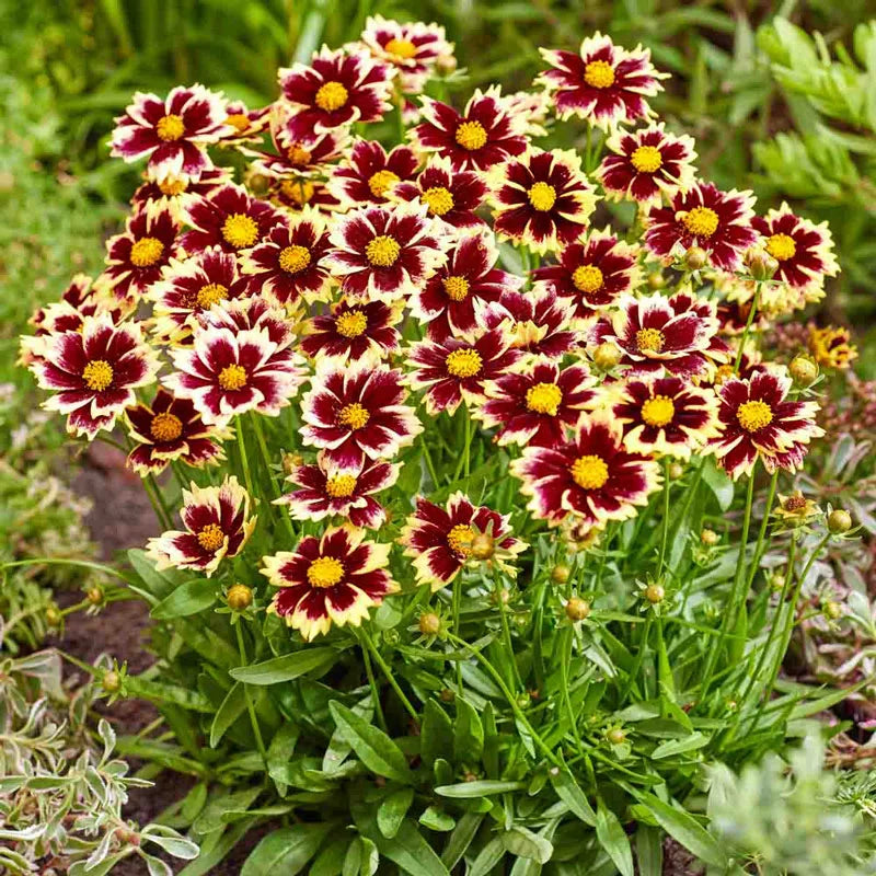 Solar Fancy Coreopsis – Spring Hill Nurseries