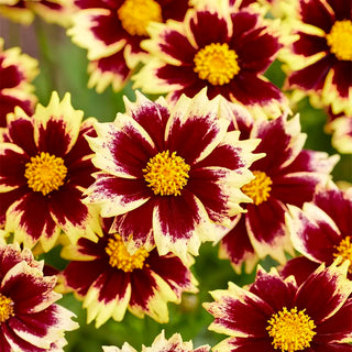 Solar Fancy Coreopsis