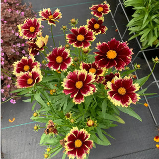 Solar Fancy Coreopsis