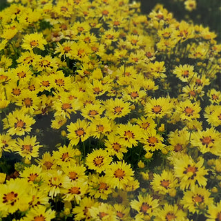 Solar Moon Coreopsis