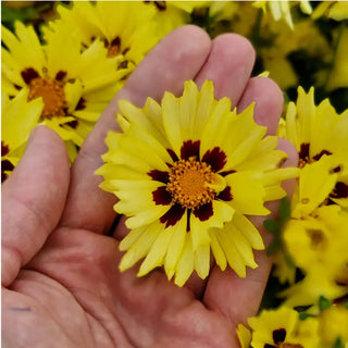 Solar Moon Coreopsis