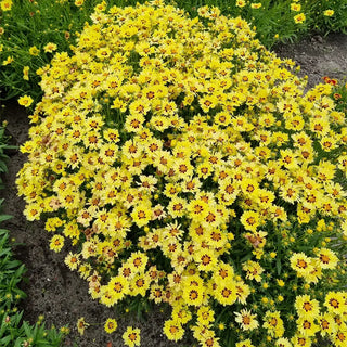 Solar Moon Coreopsis