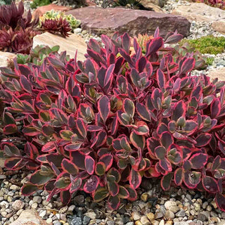 Sun Sparkler® Dazzling Dynamite Sedum