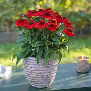 Sunmagic® Vintage Orange Coneflower