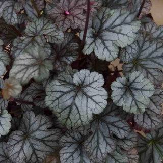 Timeless Treasure Coral Bells