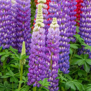 Persian Slipper Westcountry™ Lupines