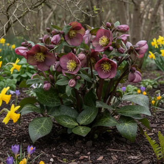 Pippa’s Purple Hellebore