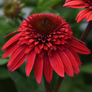 Double Scoop Strawberry Deluxe Coneflower