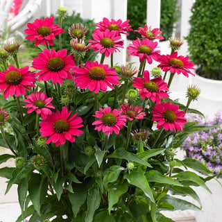 SunSeekers® Magenta Coneflower