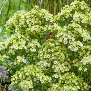 Orchid Green Phlox