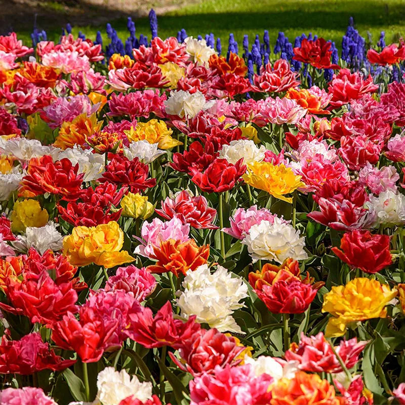 mixed tulips in pots Peony Flowering Tulip Mix