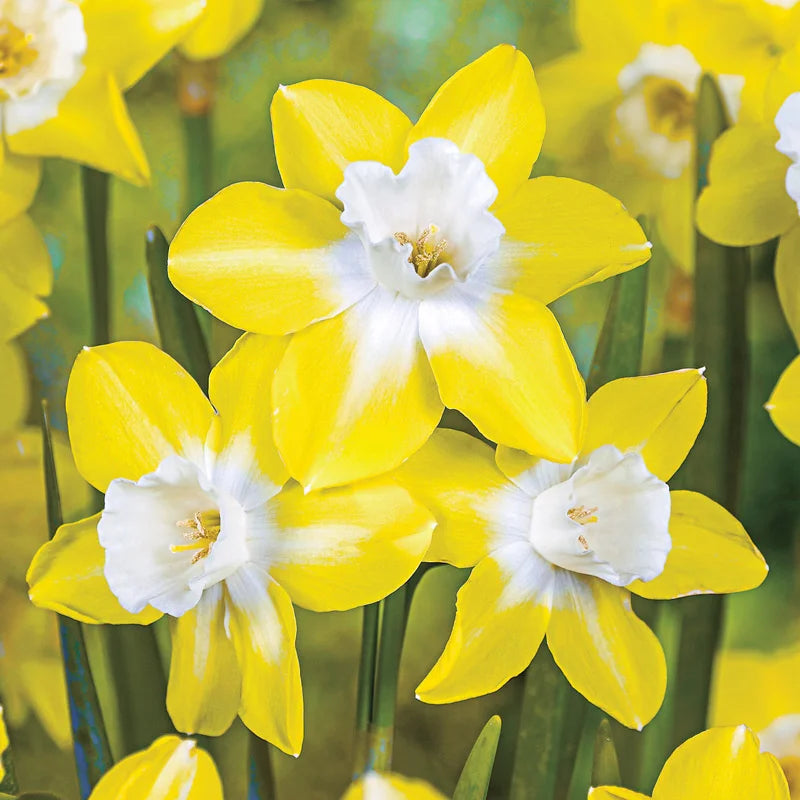 Pipit Daffodil – Spring Hill Nurseries