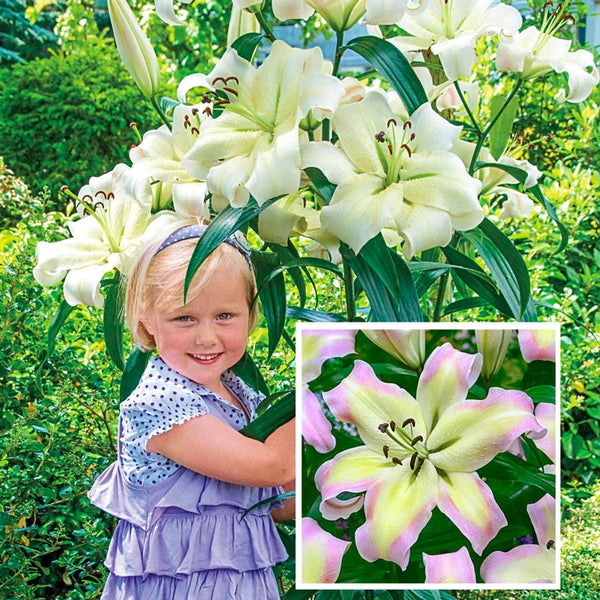 pretty lady tree flower lily Pretty Woman Lily Tree® – Spring Hill Nurseries