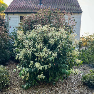 Watermelon Sugar Dogwood