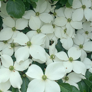 Watermelon Sugar Dogwood