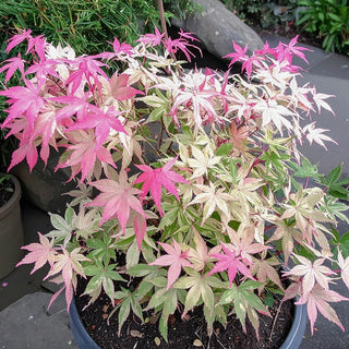 Cotton Candy Japanese Maple