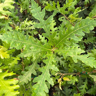 Estelle TAYLORMADE™ Oak