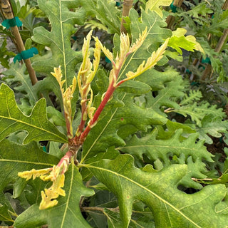 Estelle TAYLORMADE™ Oak