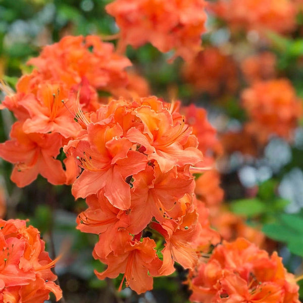Mandarin Lights Azalea Shrubs | Spring Hill Nurseries