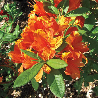 Mandarin Lights Hardy Azalea