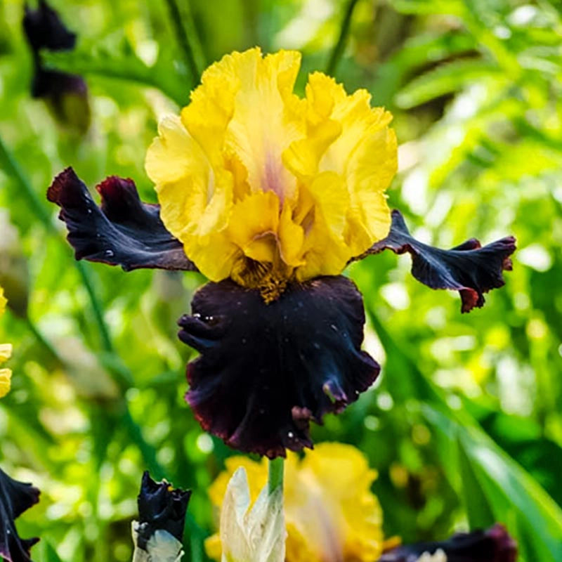 Vigilante Bearded Iris