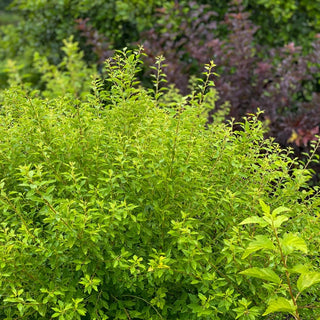 Raspberry Lemonade Ninebark