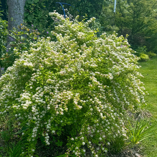 Raspberry Lemonade Ninebark
