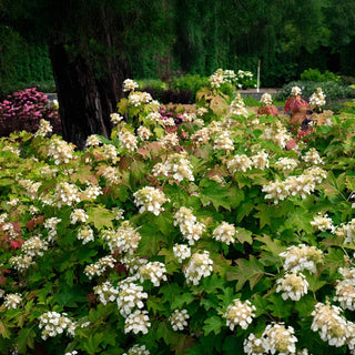 Toy Soldier Oakleaf Hydrangea