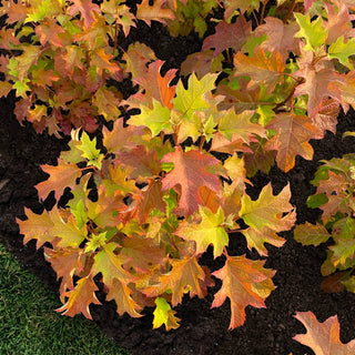 Toy Soldier Oakleaf Hydrangea