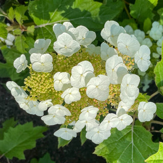 Toy Soldier Oakleaf Hydrangea