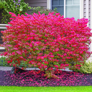 Little Moses Burning Bush