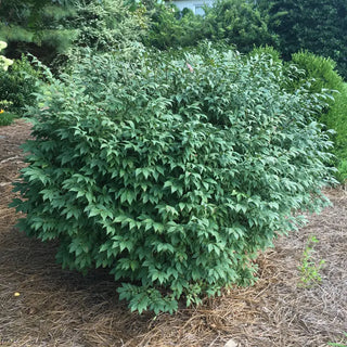 Little Moses Burning Bush