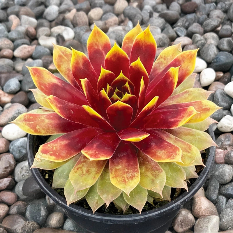 chick charms succulents Chick Charms® Giants Gold Mine Hens & Chicks