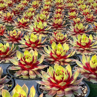 Chick Charms® Giants Gold Mine Hens & Chicks