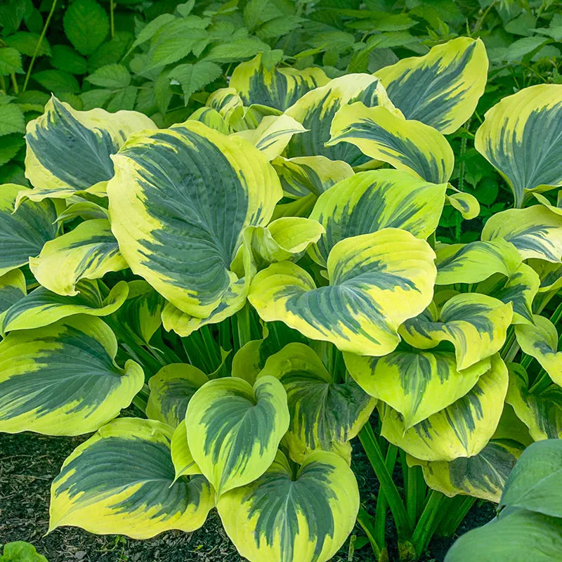 Liberty Hosta – Spring Hill Nurseries