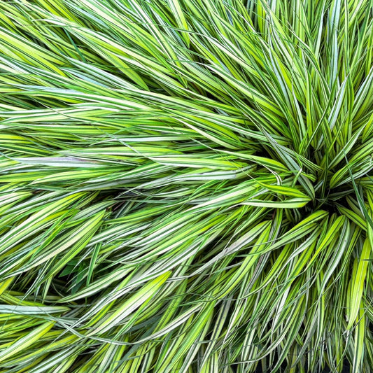 Lime Zest Japanese Forest Grass - Spring Hill Nurseries