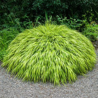 Lime Zest Japanese Forest Grass