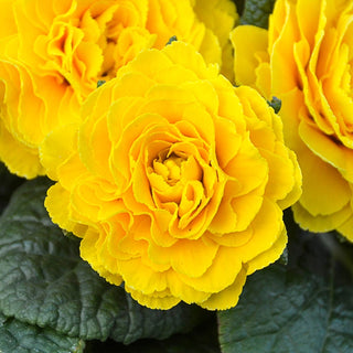 Prima Belarina® Spring Sun Double Primrose