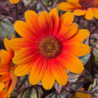 Orange Marble Heliopsis