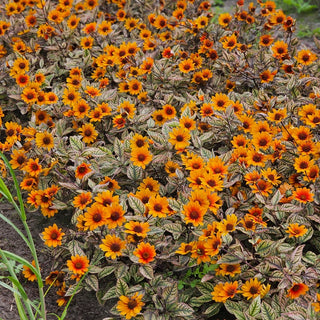Orange Marble Heliopsis