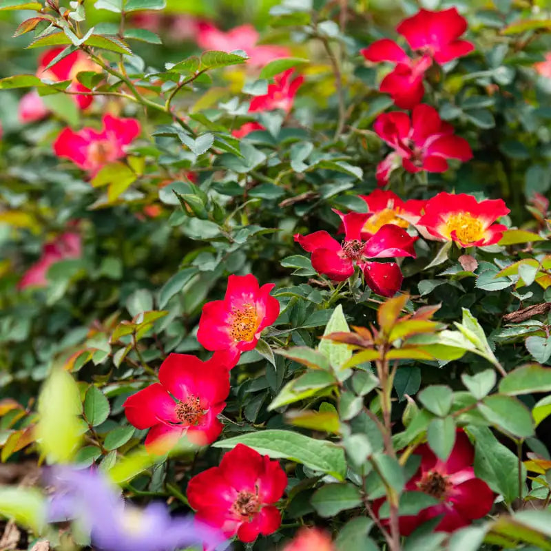 Playful Happy Trails™ Groundcover rose