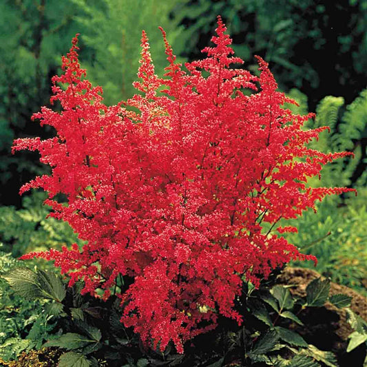 Red Fanal Astilbe – Spring Hill Nurseries